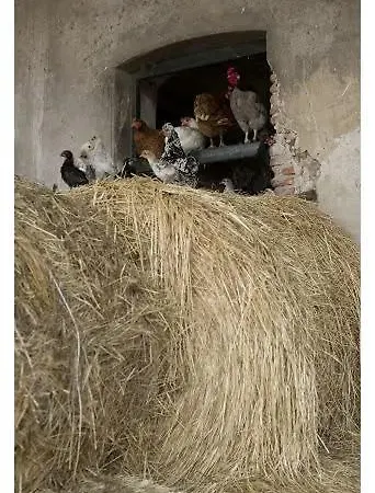 Fattoria Bigongiari *